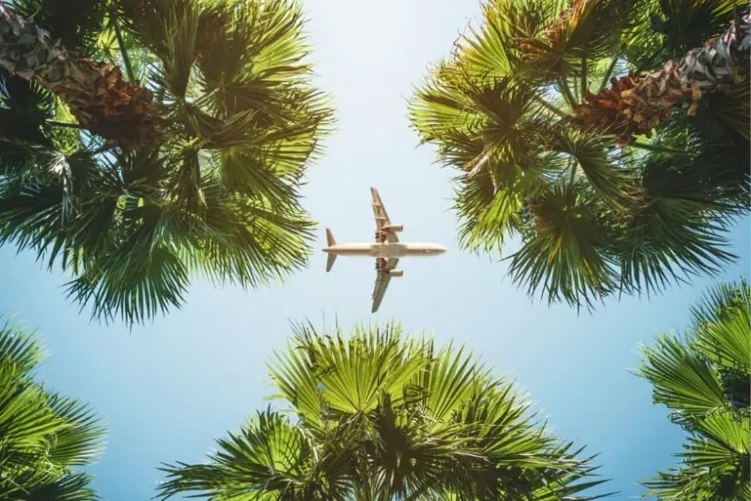 Airplane flying overhead framed by tropical palm trees