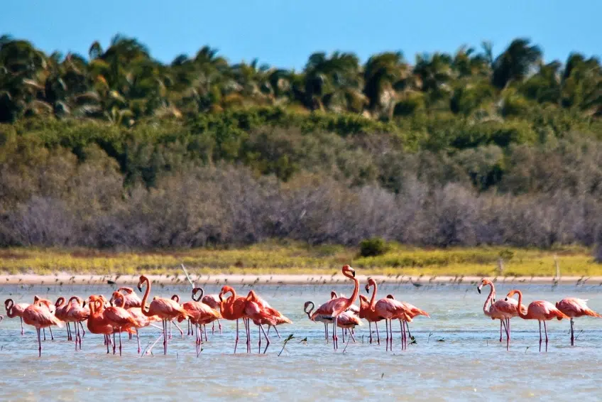 American Flamingos in Laguna de Oviedo in Jaragua National Park