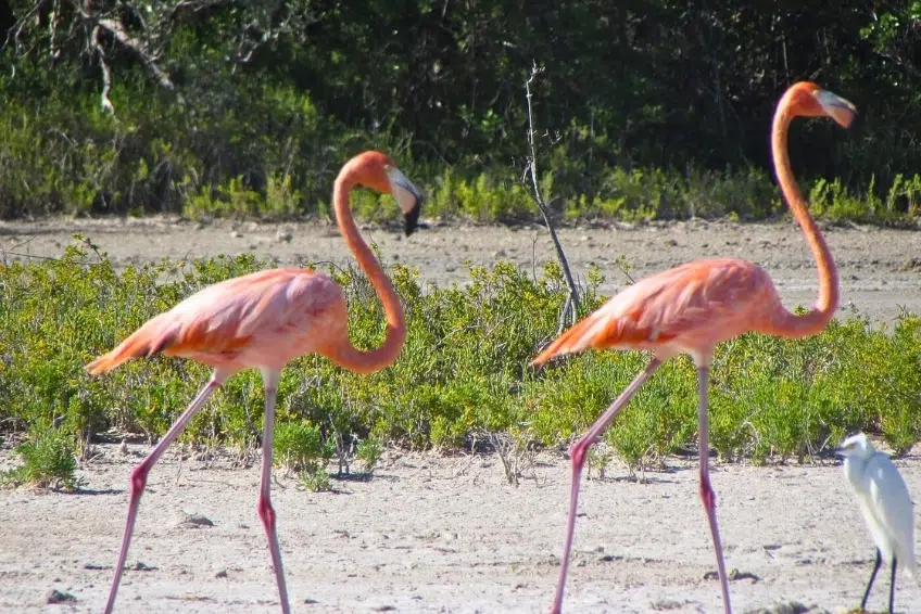 Flamingos walking on shore with small white egret in Laguna de Oviedo