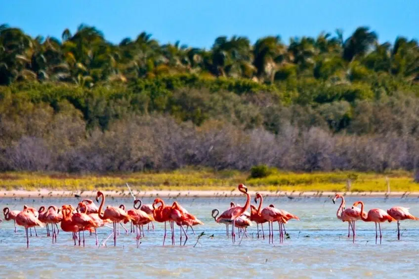 American flamingos feeding in Laguna de Oviedo