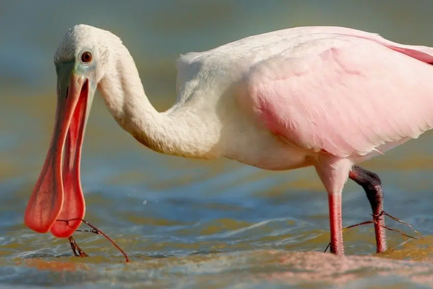 Roseate spoonbill feeding in shallow water with pink plumage in Laguna de Oviedo