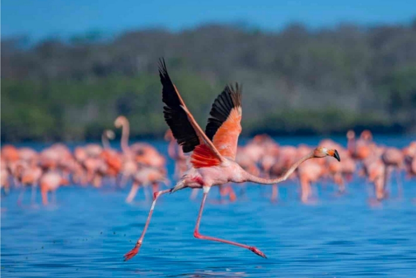 Best Things To Do In Cabo Rojo - Laguna de Oviedo