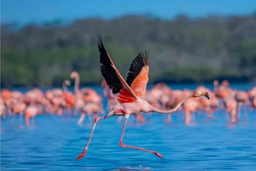 Flamingo taking flight with wings spread over flock in Laguna de Oviedo