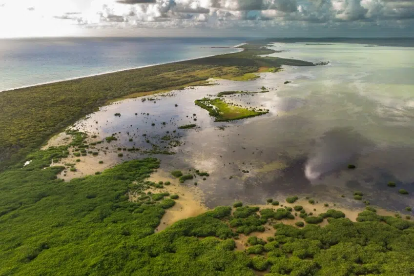 Coastal mangrove wetlands meeting the Caribbean Sea in Laguna de Oviedo