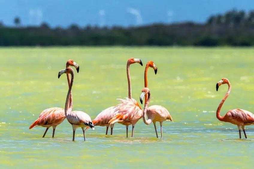 Flamingos standing in shallow green Laguna de Oviedo
