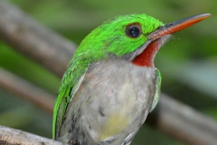 Broad-billed tody with green and red plumage in Sierra de Bahoruco