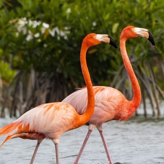 Laguna de Oviedo Visitors Guide - Things To Do