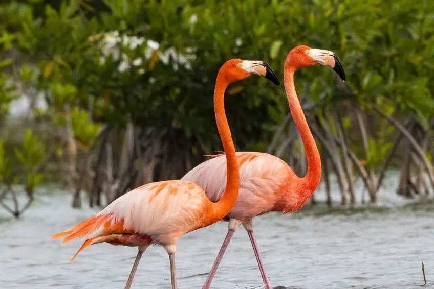 Flamingos wading close together among mangroves in Laguna de Oviedo