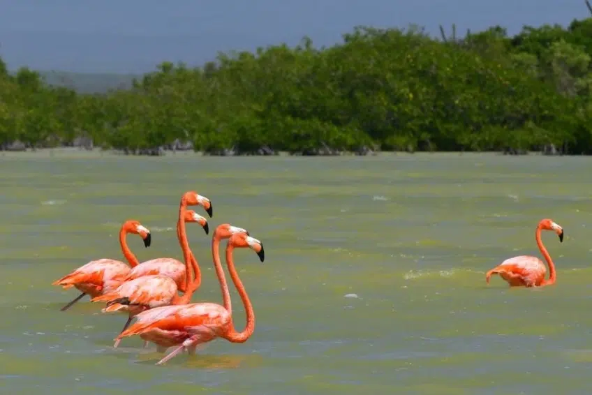 Flamingos feeding in green Laguna de Oviedo waters