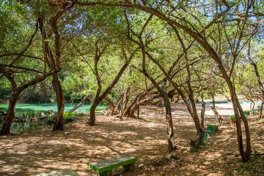 Benches and arching trees along Arroyo Salado