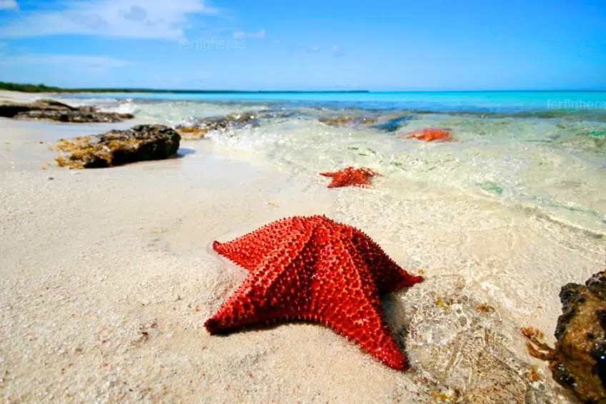 Sea stars on Bahia de las Aguilas
