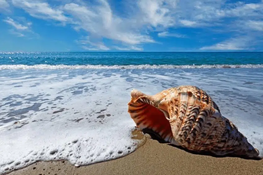 Queen conch shell washed ashore on Bahia de las Aguilas