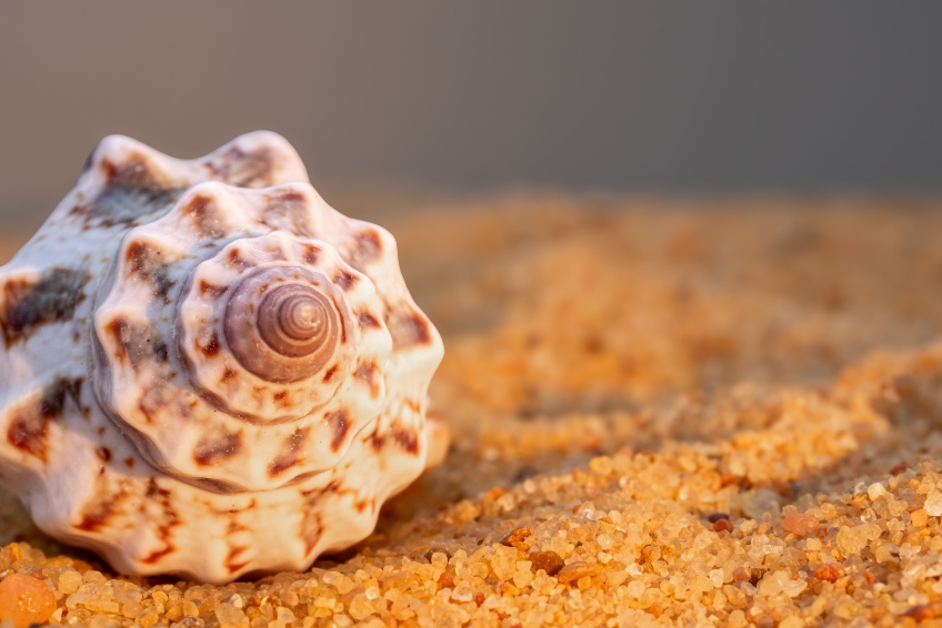 Bahia De Las Aguilas Visitors Guide - Beach Combing and Shell Collecting