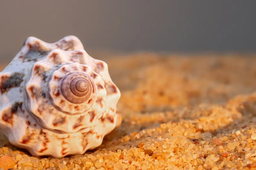 Shell collecting on Bahia de las Aguilas