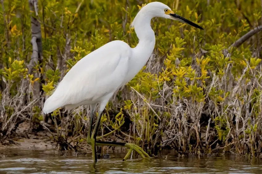 Snowy egret wading along mangrove shoreline in Laguna de Oviedo