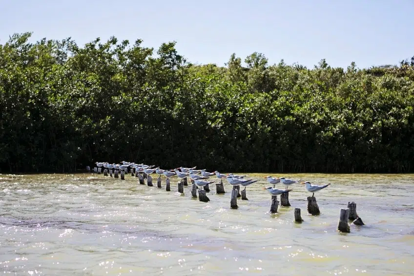 Royal terns perched in a row on wooden posts in Laguna de Oviedo