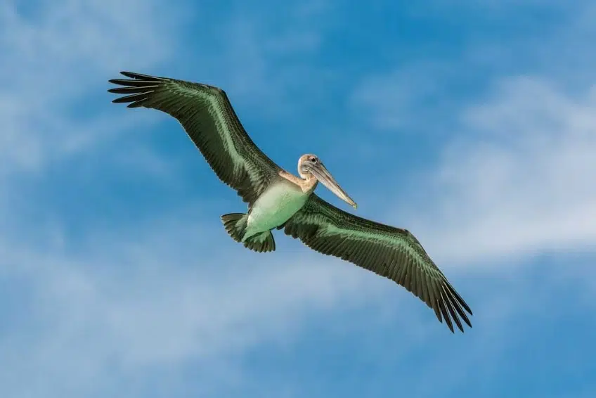 Brown pelican soaring with wings fully spread
