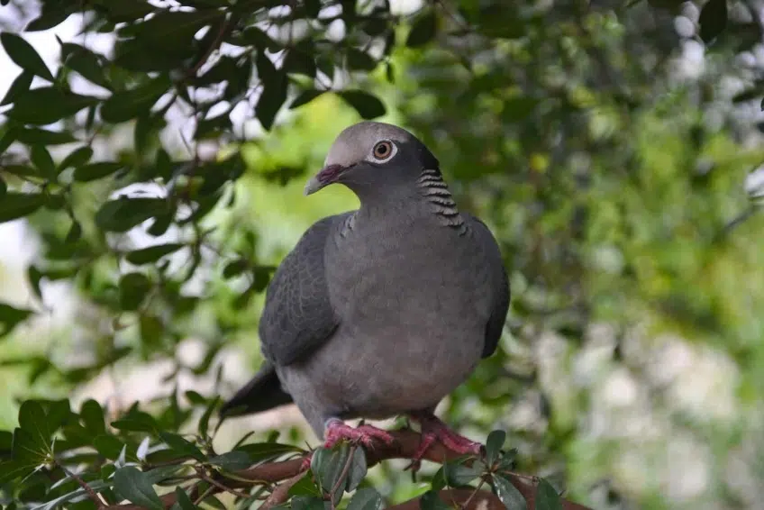 White-crowned pigeon perched in Laguna de Oviedo