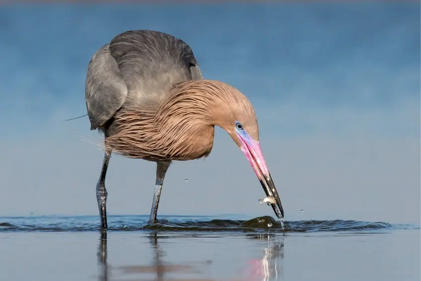 Reddish egret catching fish in shallow water in Laguna de Oviedo