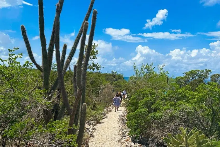 Hikers walking coastal cliffs lined with tall acti