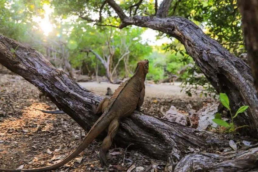 Rhinoceros iguana on Cayo Iguana in Lagune de Oviedo