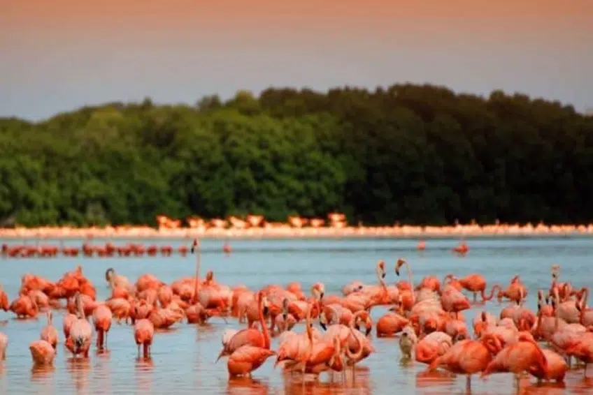 Flock of American flamingos at sunset in Laguna de Oviedo