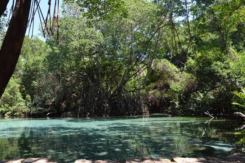 Turquoise spring surrounded by mangroves in Laguna de Oviedo