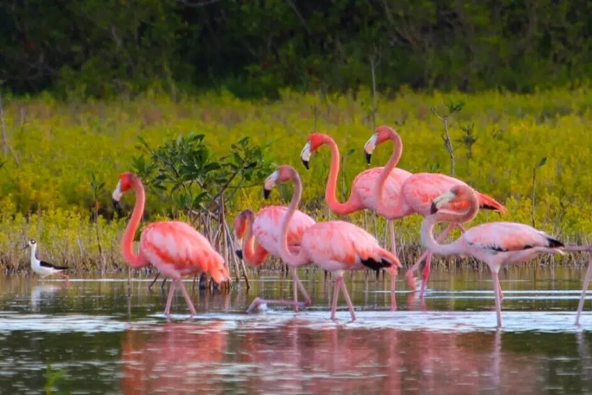 flamingos feeding in mangrove wetland shallows of Laguna de Oviedo