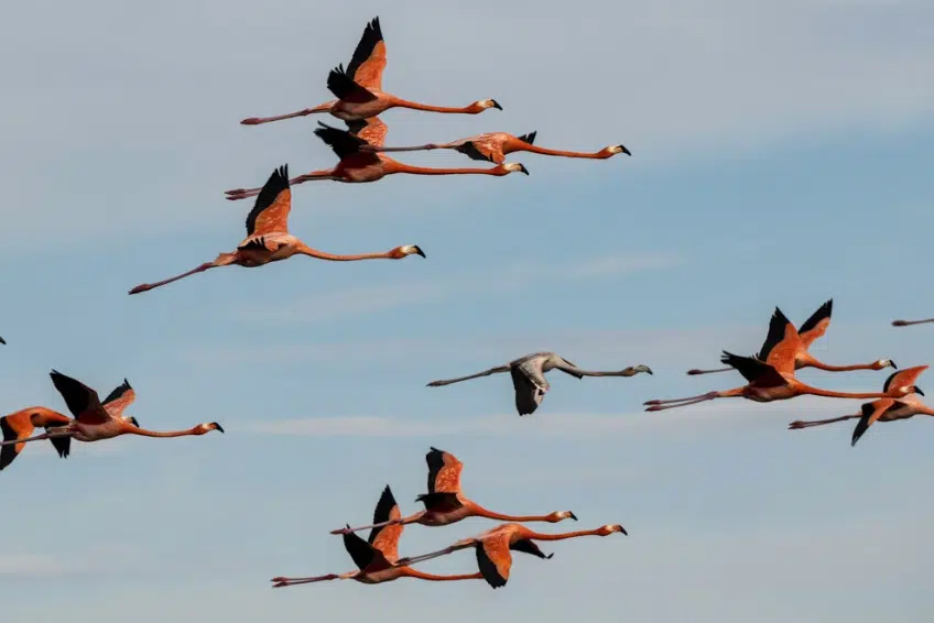Flock of flamingos in flight overLaguna de Oviedo