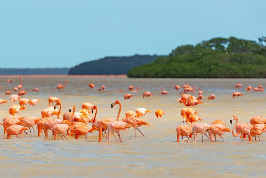 Flock of flamingos wading in Laguna de Oviedo