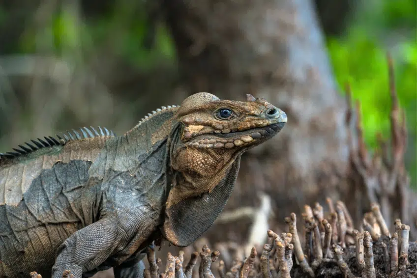 Rhinoceros iguana among mangrove roots in Laguna de Oviedo