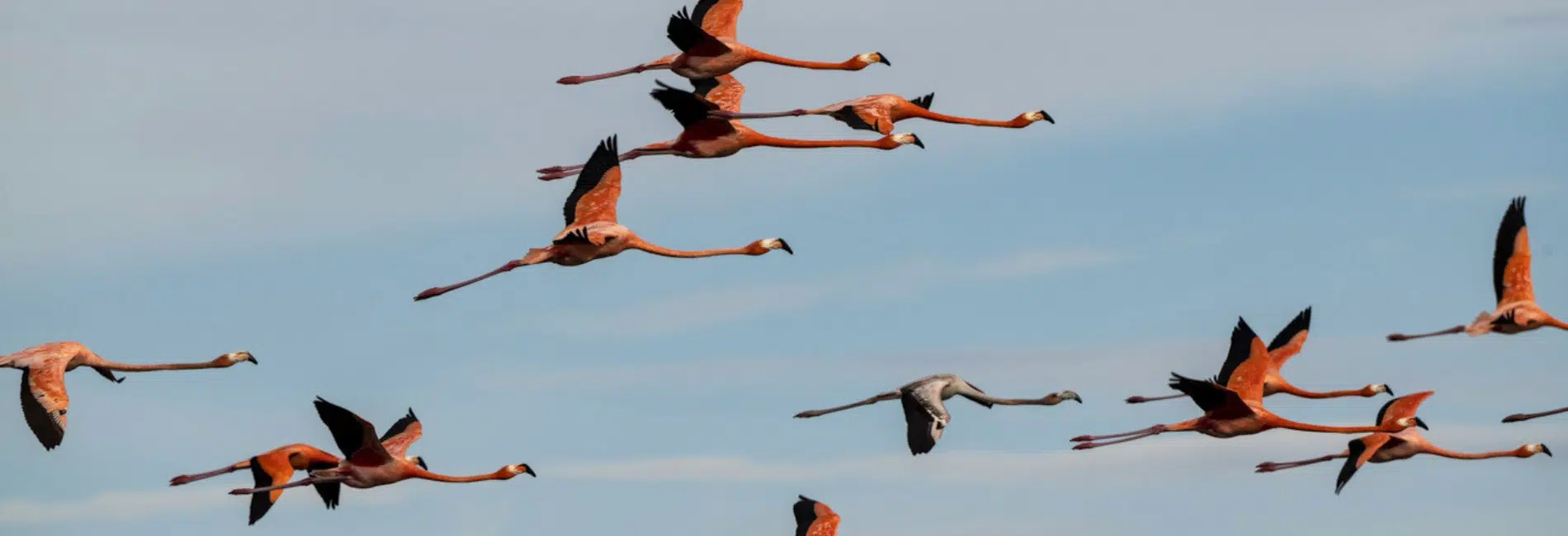 Flock of flamingos in flight overLaguna de Oviedo