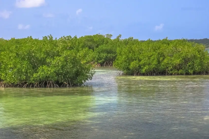 Mangrove channel winding through Laguna de Oviedo