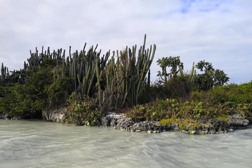 Rocky Laguna de Oviedo island with tall columnar cacti and scrub vegetation