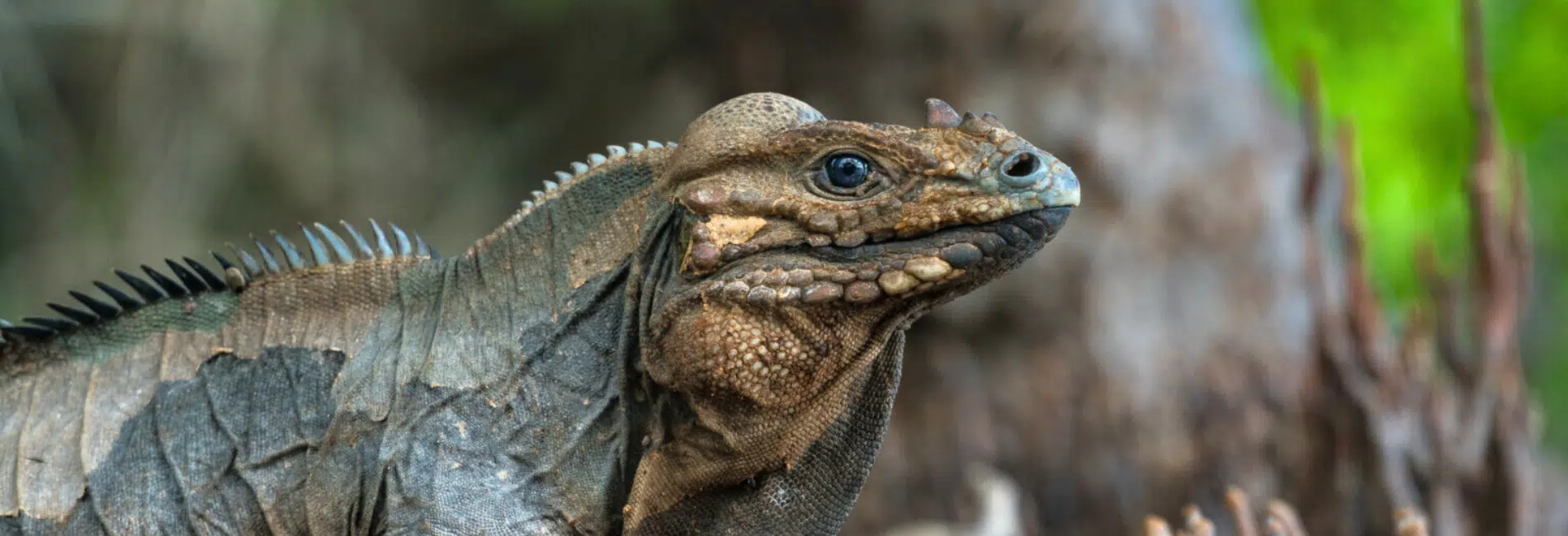 Rhinoceros iguana among mangrove roots in Laguna de Oviedo