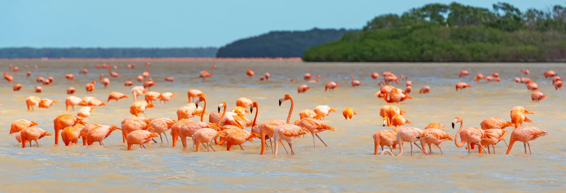 Flock of flamingos wading in Laguna de Oviedo