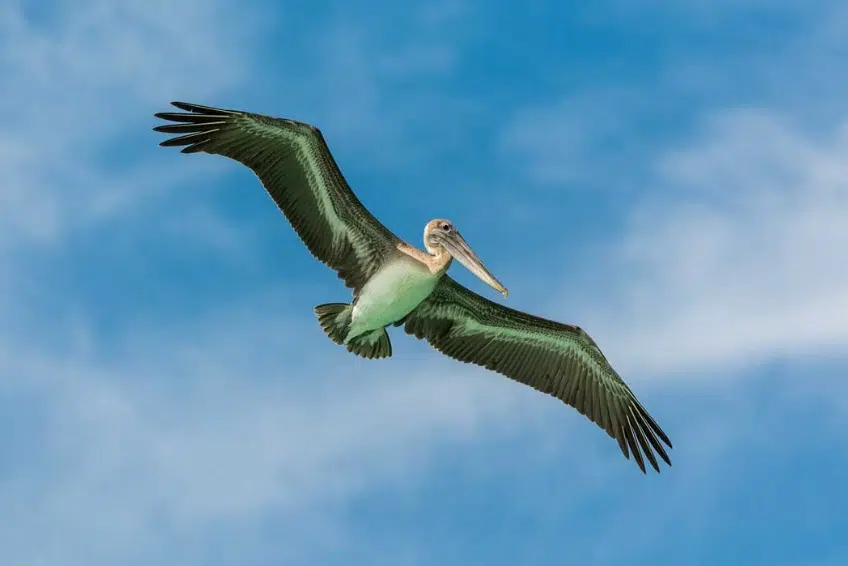 Brown pelican soaring over Bahia de las Aguilas