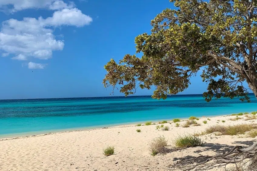 Shade tree overhanging white sand at Playa Pedernales with turquoise water
