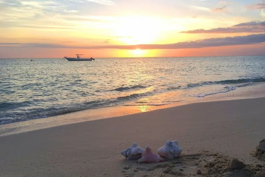 Conch shells on Playa Pedernales sand at golden sunset