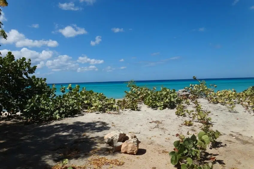 Sandy Playa Pedernales shoreline with sea grape shrubs and turquoise water