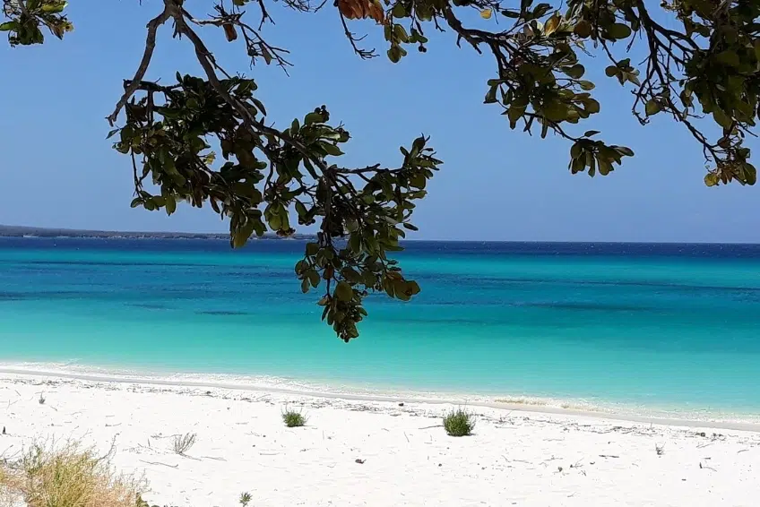 Turquoise Caribbean water and white sand at Playa Pedernales framed by tree branches