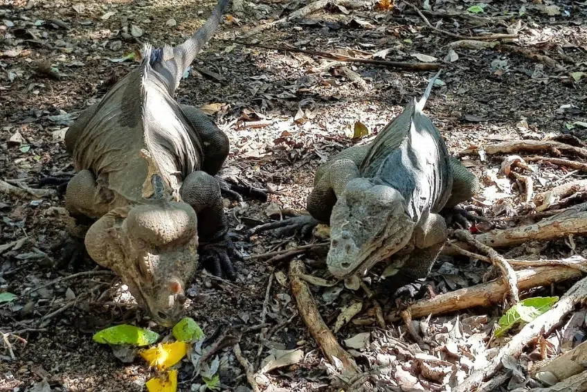 The Rhinoceros Iguanas of Cayo Iguana