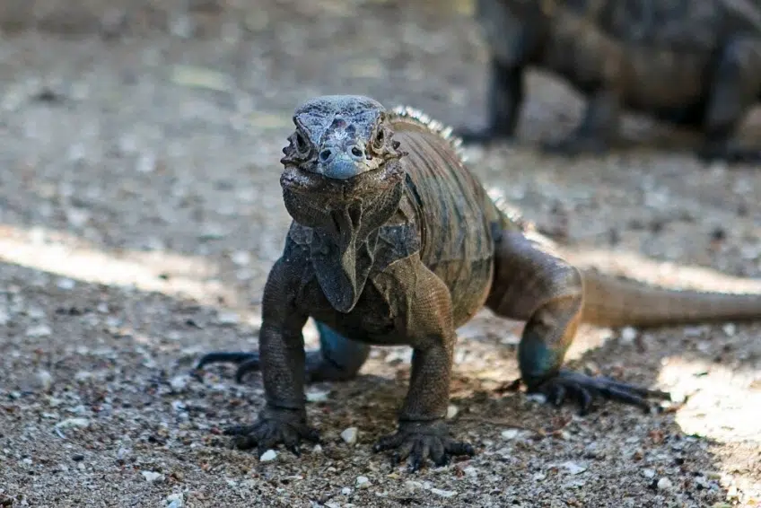 Interactive wildlife encounter with Rhinoceros iguana