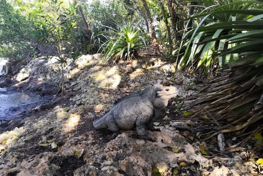 Rhinoceros iguana sunning near Laguna de Oviedo