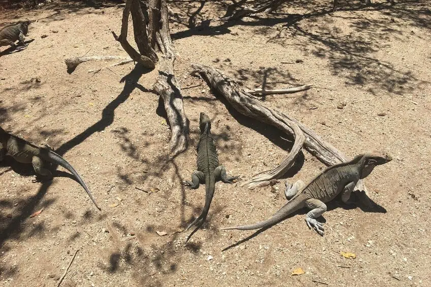 Multiple rhinoceros iguanas resting on sandy dry ground