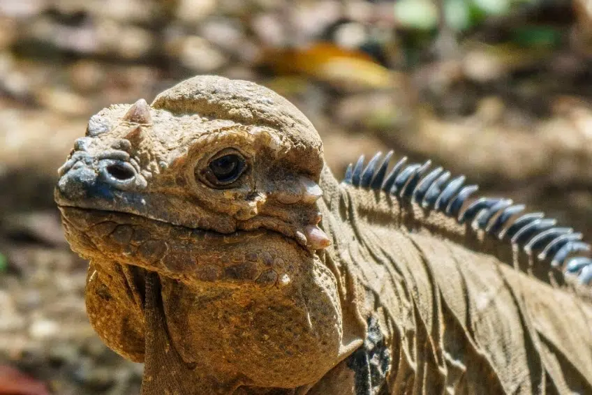 Rhinoceros iguana showing distinctive horn bumps