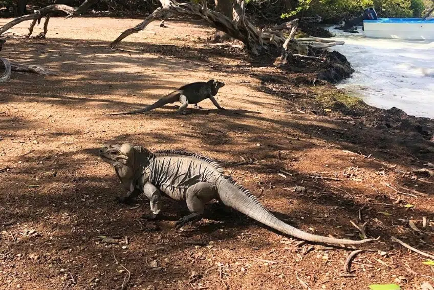 Rhinoceros iguanas roaming along dry lagoon shoreline