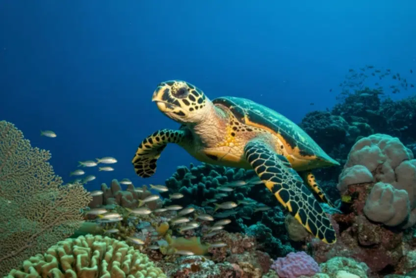 Hawksbill sea turtle swimming over colorful coral reef with Buceo Pedernales