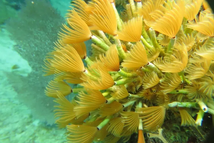 Cluster of golden feather duster worms underwater