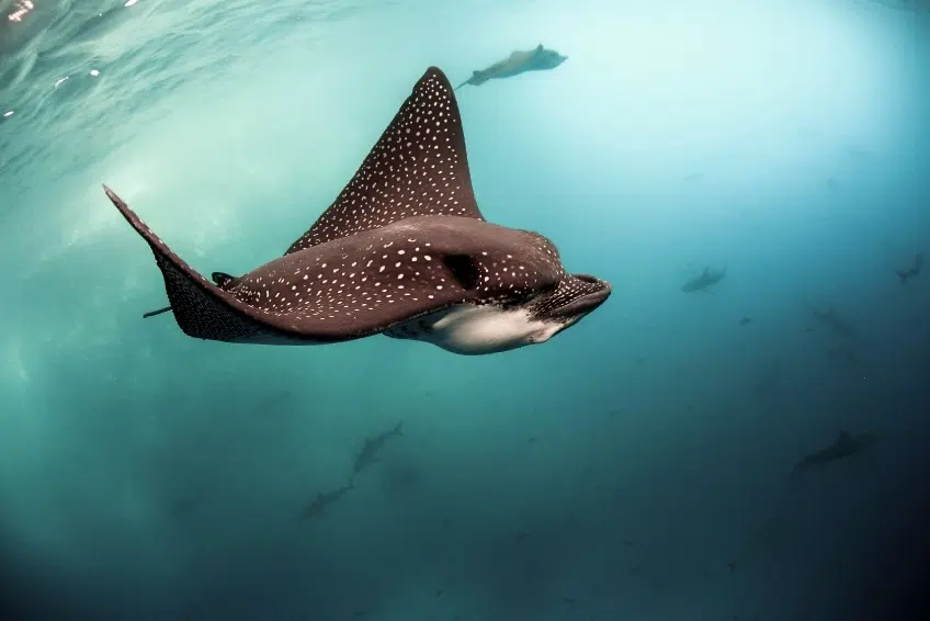 Spotted eagle ray gliding through clear blue water